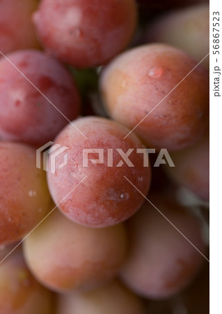 ブドウ 56867523