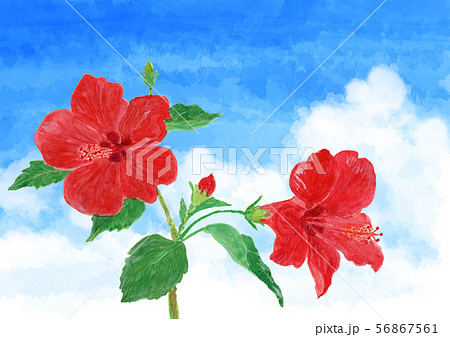 ハイビスカスと青空　水彩 56867561