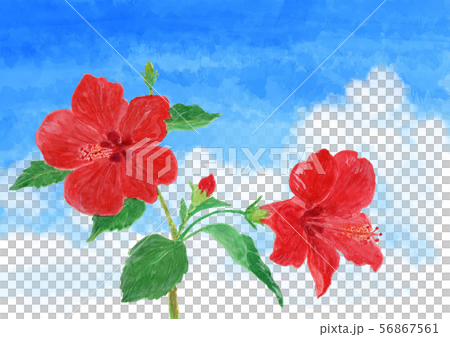 ハイビスカスと青空　水彩 56867561