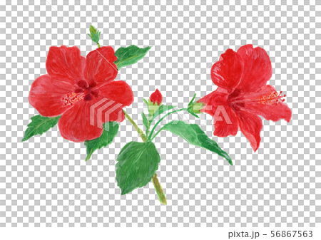 芙蓉羅莎中華芙蓉羅莎中華 芙蓉羅莎中華芙蓉羅莎中華 56867563