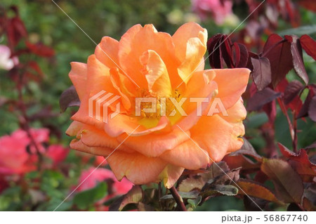 バラ アンバサダー Ambassador バラ アンバサダー Ambassador 56867740