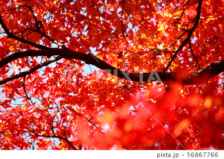 赤く染まった福蔵院のモミジ(7) 赤く染まった福蔵院のモミジ(7) 56867766