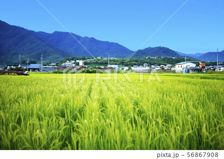 田んぼ 1 56867908