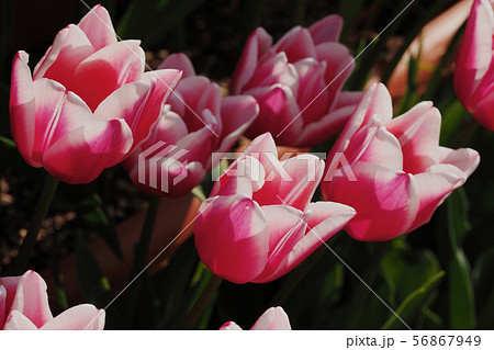 チューリップの花 チューリップの花 56867949