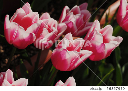 チューリップの花 チューリップの花 56867950