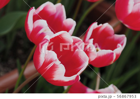 チューリップの花 56867953