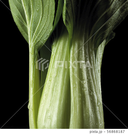 黒背景のチンゲンサイ 56868187