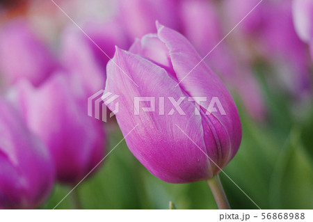 チューリップ チューリップ 56868988