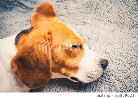 Closeup of dog head with big ears from side. Sleeping beagle dog on a sofa. Closeup of dog head with big ears from side. Sleeping beagle dog on a sofa. 56869623