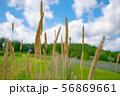 秋空 56869661