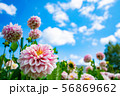 花１ 56869662