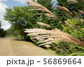 すすき 56869664