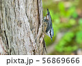 ゴジュウカラ２ 56869666