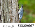 ゴジュウカラ１ 56869667