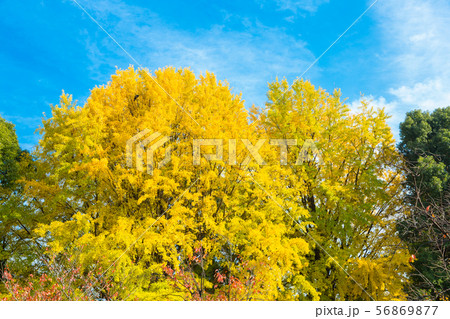 上野の大イチョウと十月桜（冬桜）の見事な競演 56869877