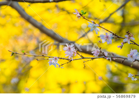 上野の大イチョウと十月桜（冬桜）の見事な競演 56869879