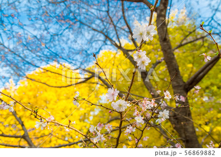 上野の大イチョウと十月桜（冬桜）の見事な競演 56869882
