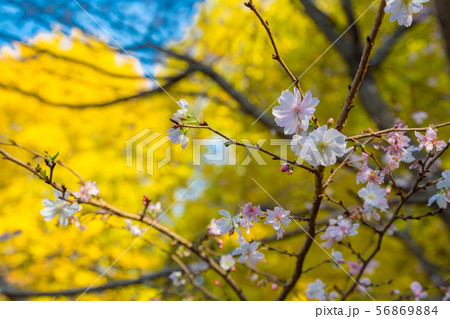 上野の大イチョウと十月桜（冬桜）の見事な競演 56869884