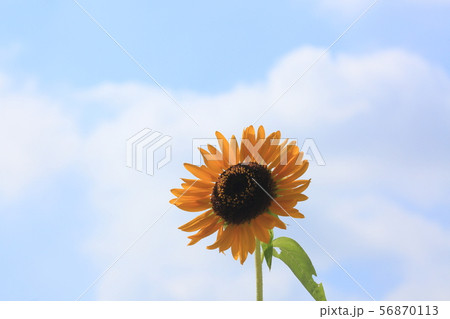 ひまわり 56870113