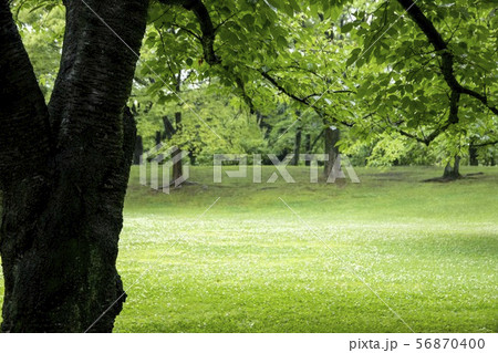 初夏の緑のジュータン、府中郷土の森博物館 56870400