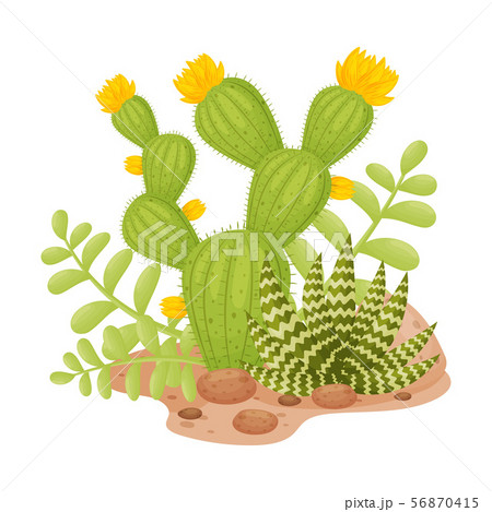 Tall blooming cactus next to aloe. Vector illustration on a white background. 56870415