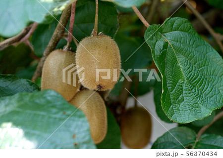 秋の味覚　美味しいキウイフルーツ 56870434