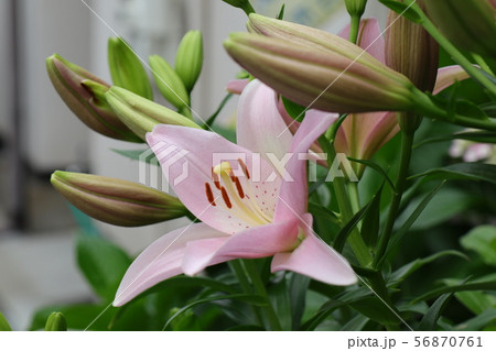 初夏：花壇の花：スカシユリ：大阪府枚方市 56870761