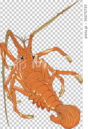 浮世絵 エビ その4 浮世絵 エビ その4 56870785