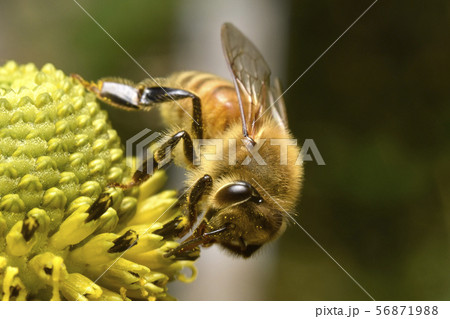 ミツバチ 56871988