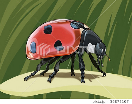 てんとう虫 背景あり Ladybugのイラスト素材