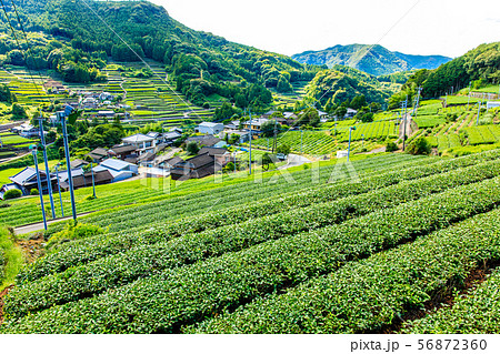 嬉野茶畑　【佐賀県嬉野市】 56872360