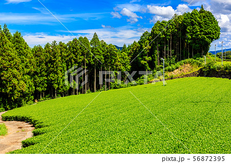 嬉野茶畑 【佐賀県嬉野市】 嬉野茶畑 【佐賀県嬉野市】 56872395