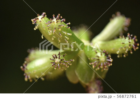 ノブキの種 56872761