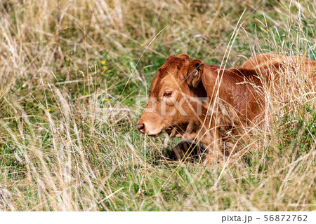 Brown calf resting in the dry grass - Italian Alps Brown calf resting in the dry grass - Italian Alps 56872762