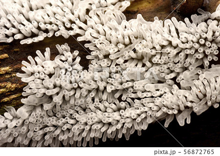 粘菌 粘菌 56872765