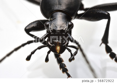 オサムシの顔 56872922
