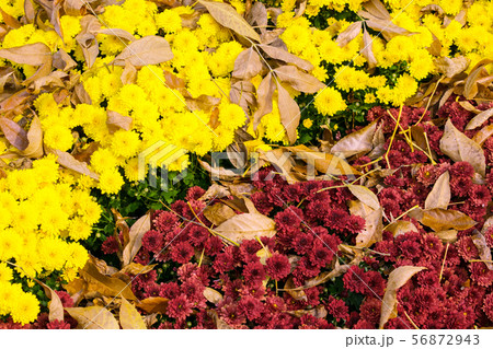 Colorful diagonal floral autumn background of Colorful diagonal floral autumn background of 56872943