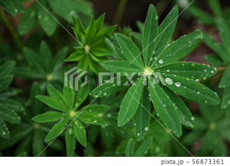 Green leaves of lupine 56873361