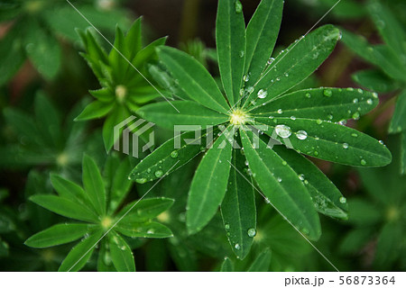 Green leaves of lupine 56873364