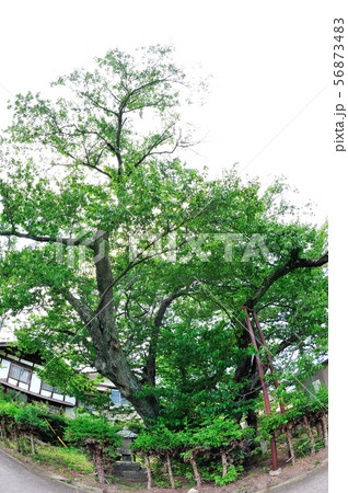 上津の姥桜 56873483