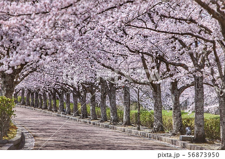 和らぎの道の桜 56873950