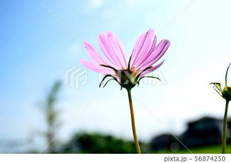 コスモス 56874250