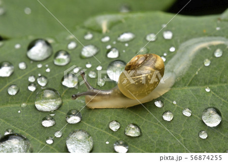 カタツムリ カタツムリ 56874255