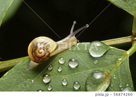 カタツムリ 56874260