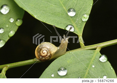 雨上がりのカタツムリ 56874266