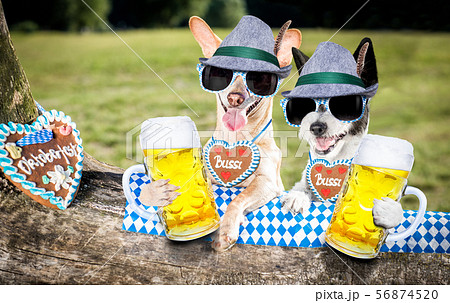 bavarian beer dog bavarian beer dog 56874520