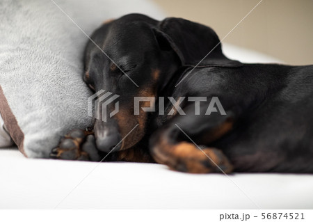 dog sick , ill or sleeping dog sick , ill or sleeping 56874521