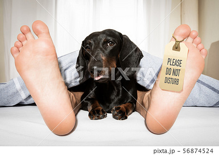 sleeping dog and owner in bed 56874524
