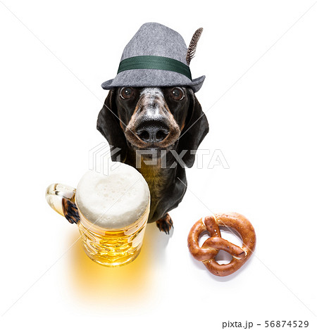 bavarian beer dachshund sausage dog 56874529