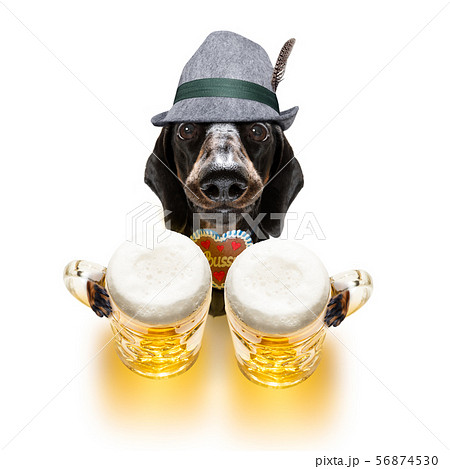 bavarian beer dachshund sausage dog 56874530